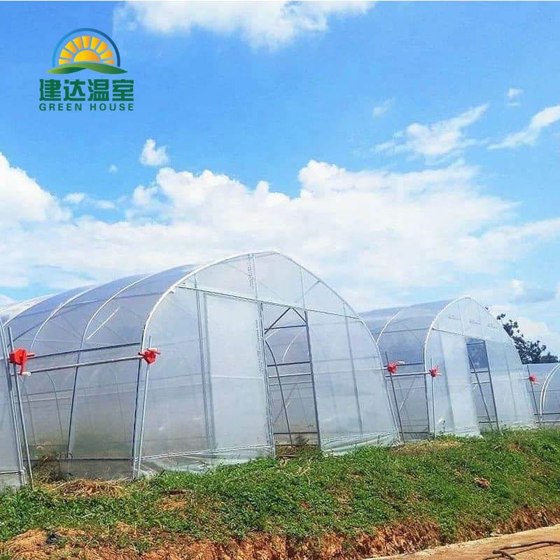 vegetable film greenhouse