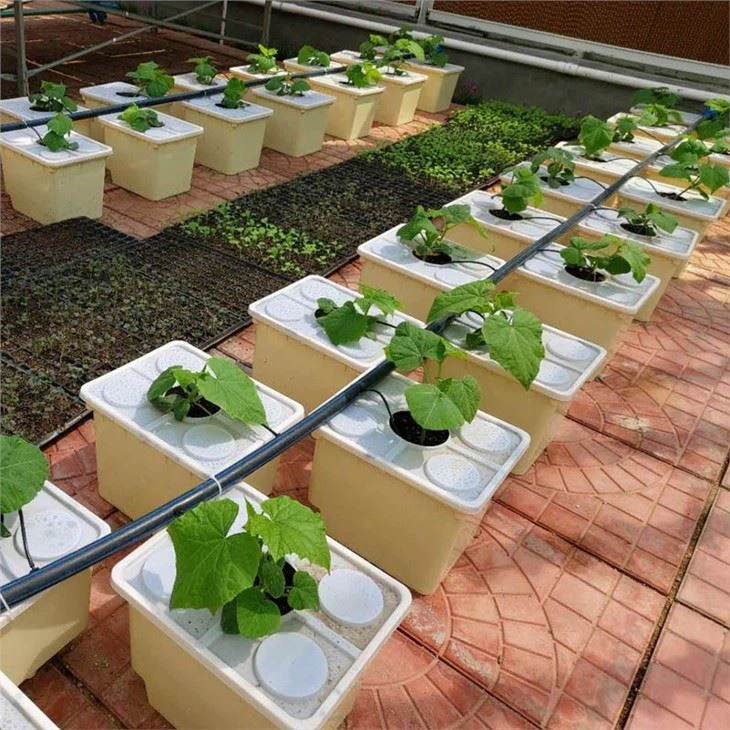 Bato Dutch Bucket For Greenhouse Substrate