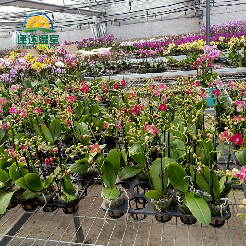 Teelt en weergave van orchideeën in kas