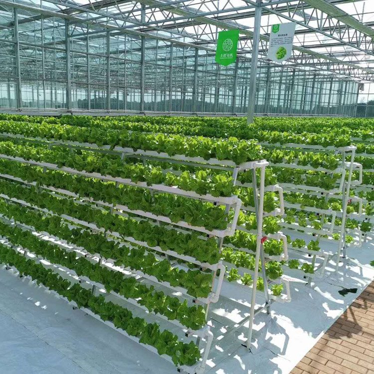 NFT Hydrocultuur