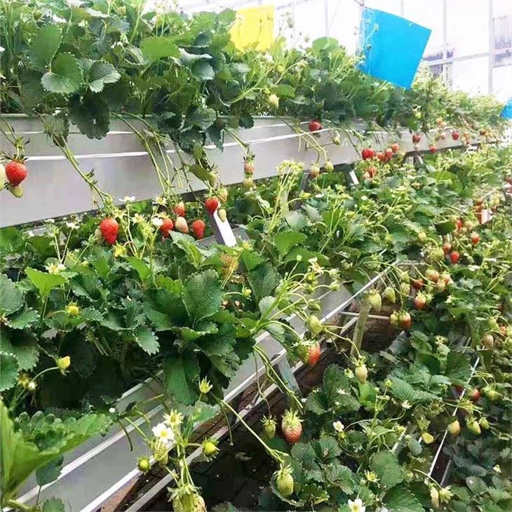 Planting Gutter For Lettuce And Strawberry in Greenhouse