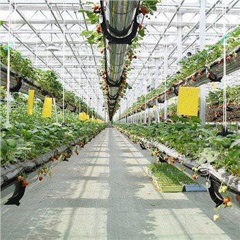Greenhouse Engineering Advies