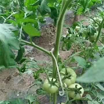 Tomatenhaak En Tomatenklem