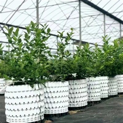 Bosbessenpot