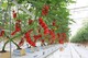 GreenHouses Indoor Landbouw