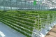 Hydrocultuur Bodemloze Teelt
