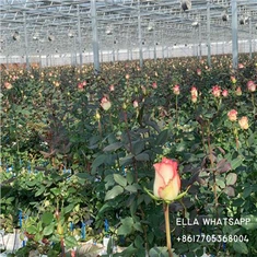 Bloemen en Installaties Groene Huizen