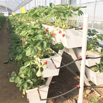 NIEUWE AARDBEIENPLANTGOOT