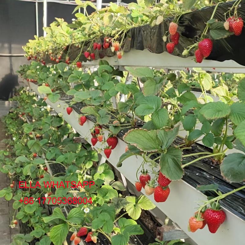 strawberry gutter strawberry gutter