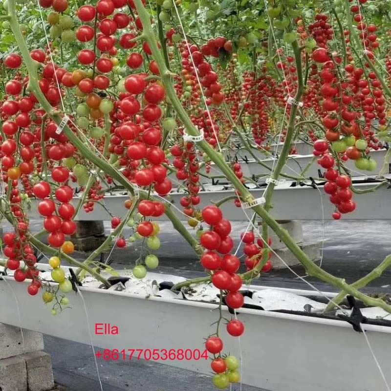 Planting Gutter For Vegetable Tomato in Greenhouse