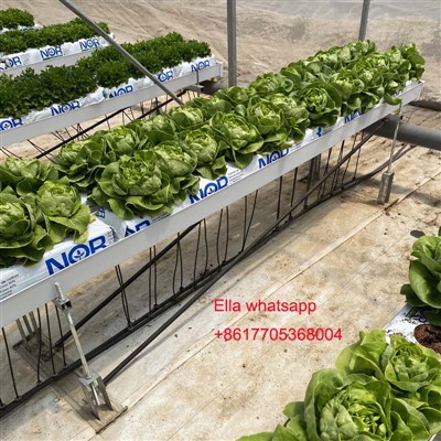 Hydrocultuur plantengoot voor tomatengroenten